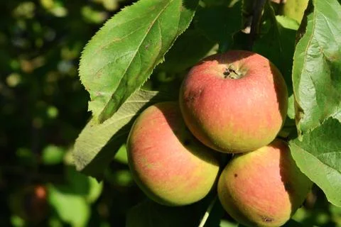 Apple tree with fruit Stock Photos