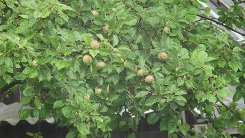 Apple tree with fruit in the rain Stock Footage 104573695