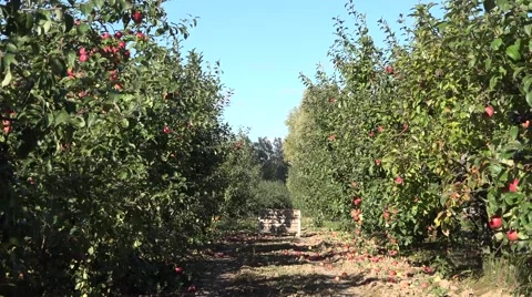 Apple tree with fruit in row in plantation at harvest time. 4K Stock Footage 64513725
