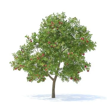 Apple Tree with Fruits 3D Model 3.7m 3D Model