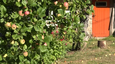 Apple tree fruits door Stock Footage 60982437