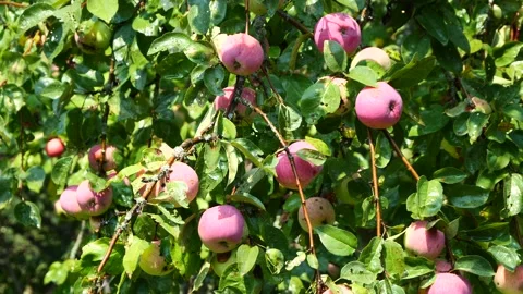 Apple tree with fruits at the end of the rain. Stock Footage 341773192