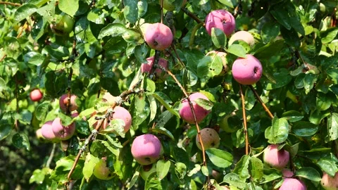 Apple tree with fruits at the end of the rain. Stock Footage 341773200