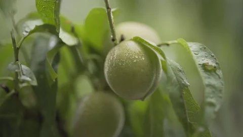 Apple tree fruits Stock Footage 78164234