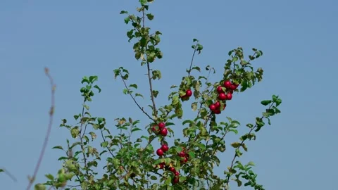 Apple tree with fruits Stock Footage 321537969