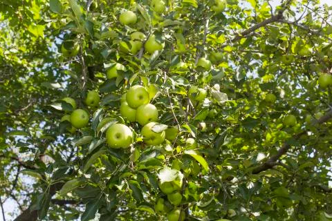 Apple tree with the fruits Stock Photos