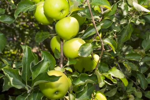 Apple tree with the fruits Stock Photos
