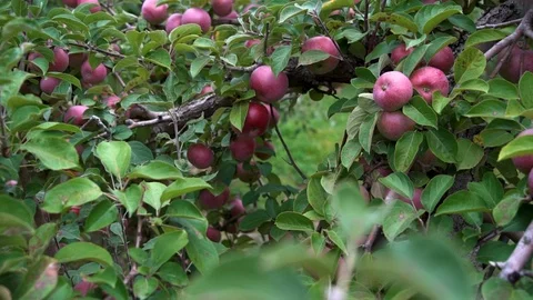 Apple tree full of apples Stock Footage 117620101