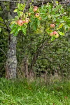 Apple tree full of apples. Stock Photos