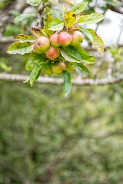 Apple tree full of apples. Stock Photos