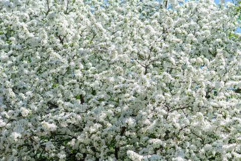 Apple tree in full bloom in early spring . M?lus Stock Photos