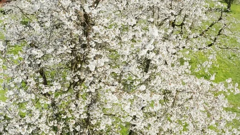 Apple tree in full bloom. Stock Footage 128714785