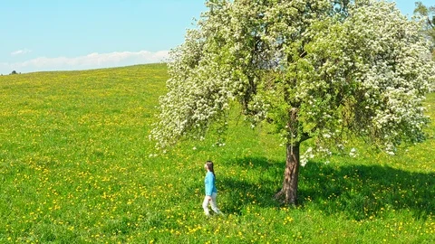 Apple tree in full bloom. Stock Footage 129458500