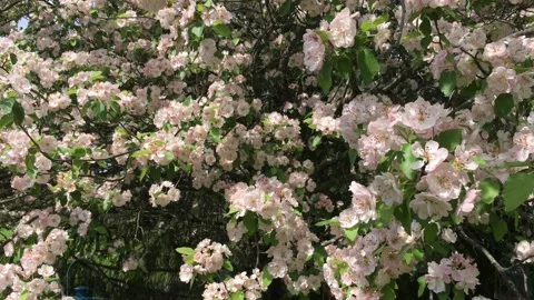 Apple tree in full bloom in a light breeze as the petals fall to a bistro table Stock Footage