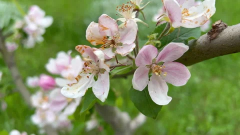 Apple Tree in Full Bloom — Macro Drift Through Spring Orchard Blossoms Stock Footage 341785800