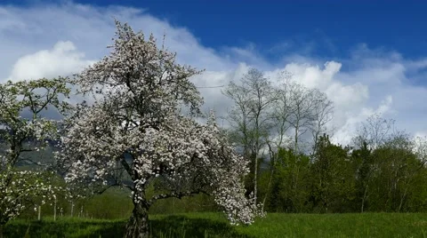 Apple tree full blooming on greeen meadow - pan left Stock Footage 62409741