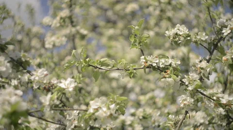 Apple tree full of Blossoming flowers Stock Footage 63613731