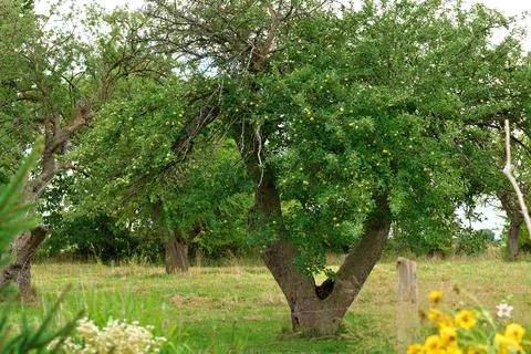 Apple Tree Full of Fruit on a Small Hobby Farm Stock Photos