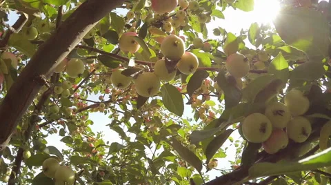 Apple tree full of green apples Stock Footage 55095689