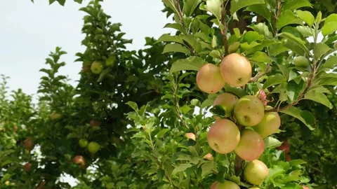 Apple tree full on ready to harvest apples. Stock Footage 243141662
