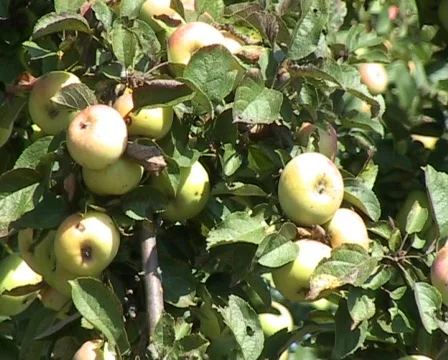 Apple tree full of ripe apples Stock Footage 62893