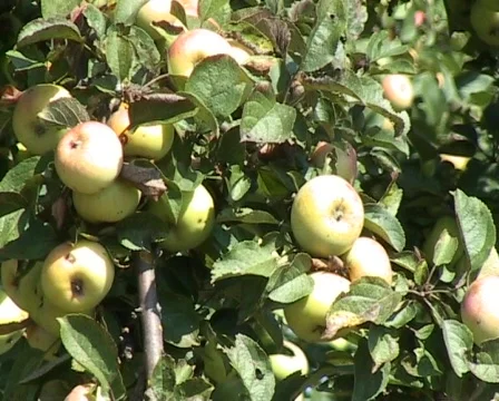 Apple tree full of ripe apples Stock Footage 62894