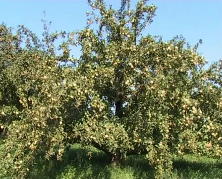 Apple tree full of ripe apples Stockbeeldmateriaal 62896