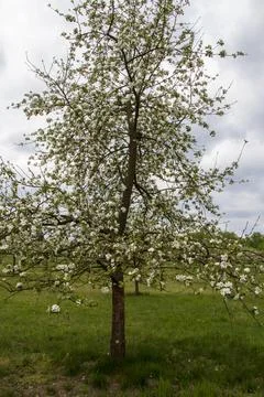 Apple tree in full white blossom Stock Photos