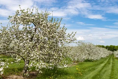 Apple tree full of white blossoming flowers with many more blossoming trees.. Stock Photos