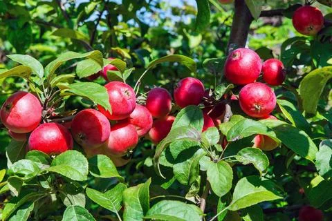 Apple tree in the garden in the bright sun. Stock Photos