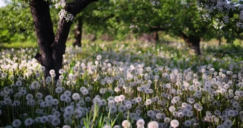 Apple tree garden covered with fluffy dandelion flower blowballs at sunny day Stock Footage 154756619