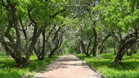 Apple tree garden Stock Footage 76333083