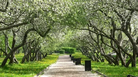 Apple tree garden Stock Footage 77581816