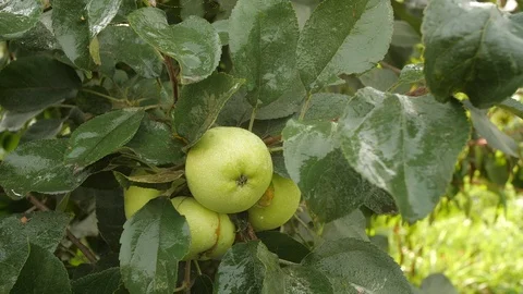 Apple tree in the garden. Stock Footage 95662824