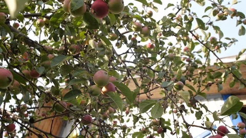 Apple tree in the garden. Stock Footage 95667570