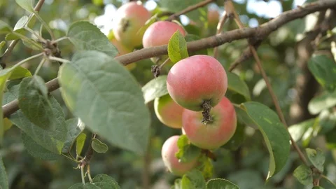 Apple tree in the garden. Stock Footage 95686163