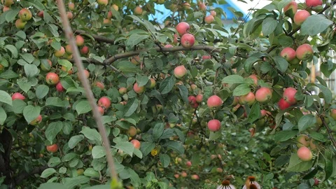 Apple tree in the garden. Stock Footage 95686856