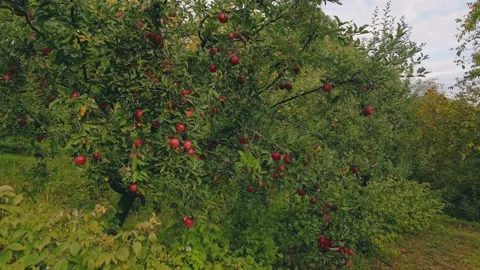 Apple tree in the garden Video stock 233587232