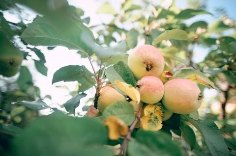 Apple tree in the garden with fruit on the branches Foto stock