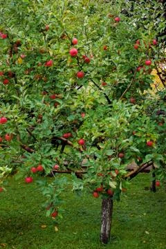 Apple tree garden Stock Photos