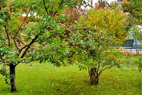 Apple tree garden Stock Photos