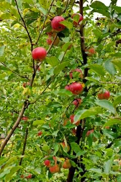 Apple tree garden 写真素材