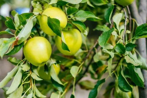 Apple tree in the garden Stock Photos