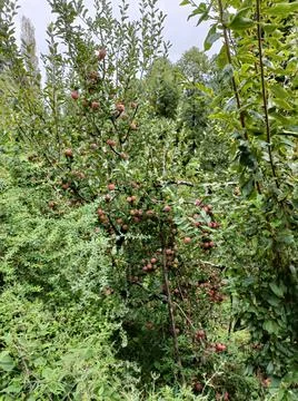 Apple Tree in the garden Stock Photos