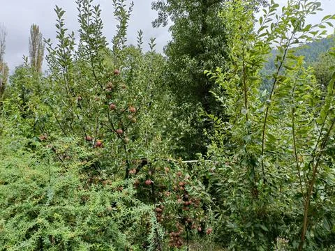 Apple Tree in the garden Stock Photos