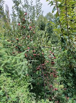 Apple Tree in the garden Stock Photos