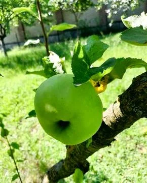 Apple on a Tree in garden Stock Photos