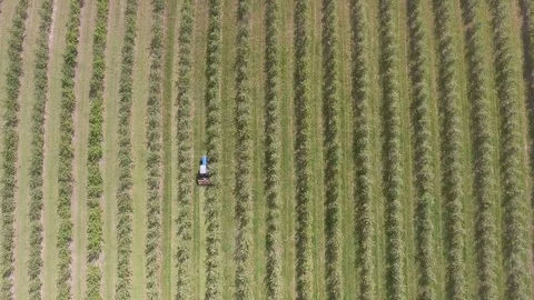 Apple-tree garden, top view, video from quadrocopter Stock Footage 79286309