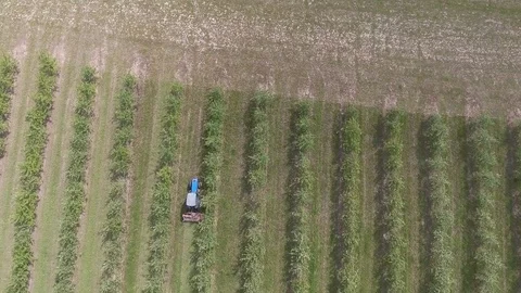 Apple-tree garden, top view, video from quadrocopter Stock Footage 79288609