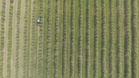Apple-tree garden, top view, video from quadrocopter Stock Footage 79393370